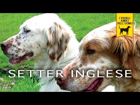 Cani da Caccia: il Setter Inglese