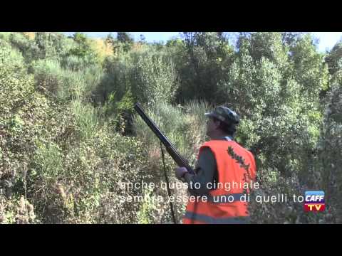 Braccata Maremmana all’antica maniera – 2a Parte