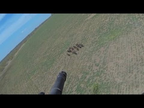 Caccia e gestione del maiale selvatico in USA