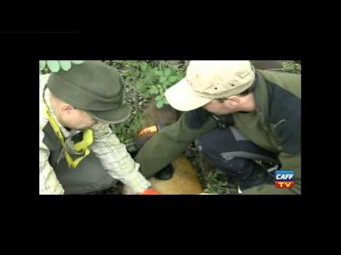 Caccia al capriolo in riserva Umbra