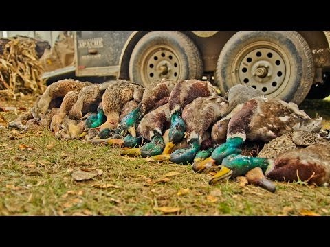 Caccia alle Anatre: Non si sa mai