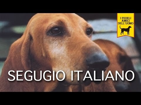 Il Segugio Italiano