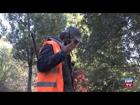 Braccata maremmana all\’antica maniera – 1a parte