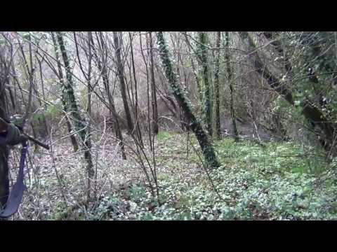 Caccia al Cinghiale in battuta