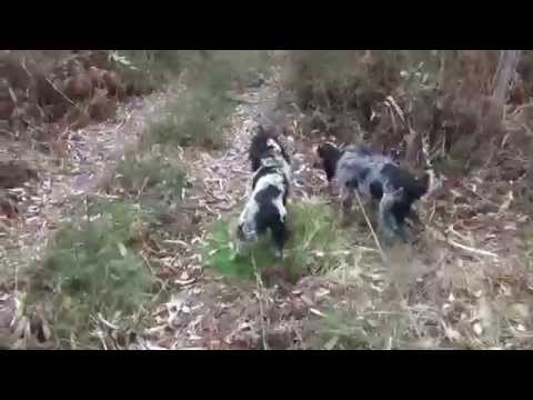 Cani da traccia su cinghiale