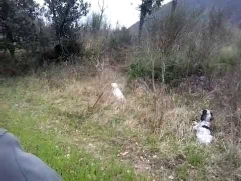 Caccia alla Starna con Setter Inglese