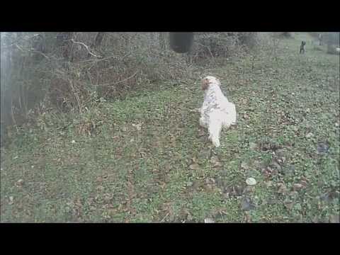 Caccia alla Beccaccia 2014