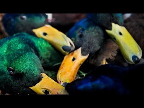 Caccia alle Anatre in Oklahoma – Duck Hunting – “Il Fosso”