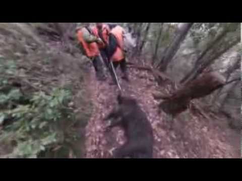 Caccia al Cinghiale a Moneglia (GE)