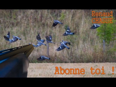 Caccia al Colombaccio in Francia