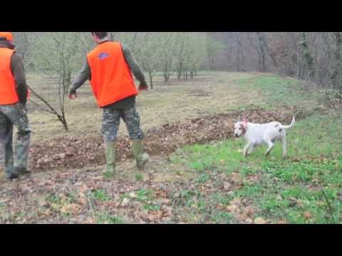 Caccia ai Cinghiali in Barrique – 1^ parte