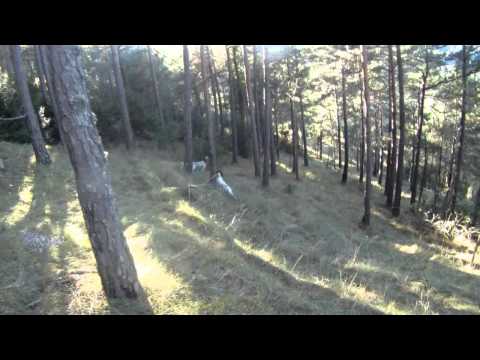 Caccia alla Beccaccia con Setter Inglese