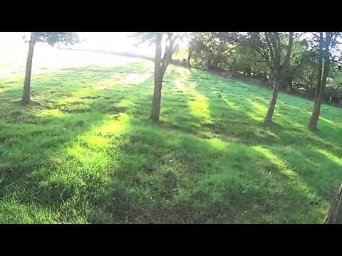 Espagneul Breton su coniglio