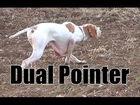 A caccia con il Pointer