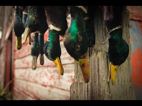 Caccia ad Anatre e Oca nel Mississipi Stagione 2013-2014