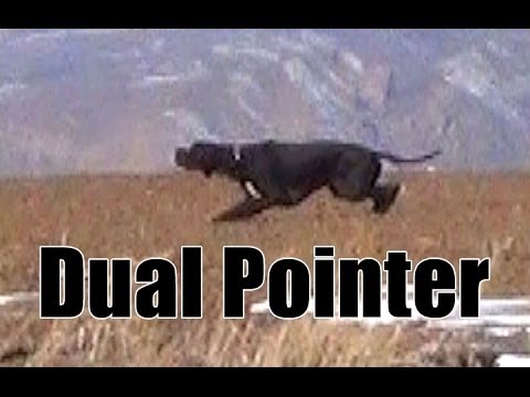 A caccia con i Pointer