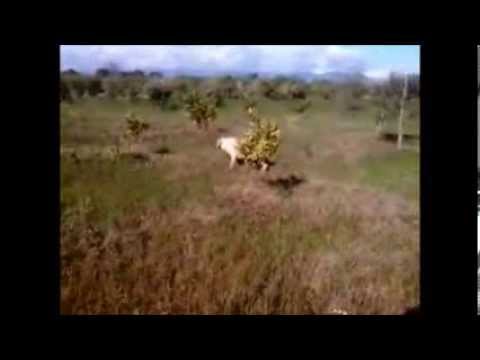 Spinone Italiano a beccaccini