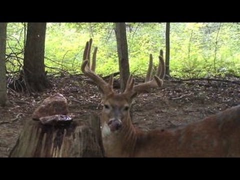 Deer Hunting – One Step Closer – The Management Advantage #51