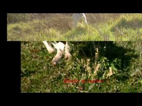 Il Primo Tempo di Ferentum Ulisse Spinone Italiano