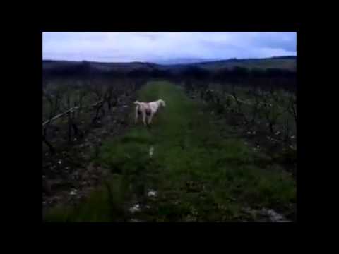 Spinone Italiano di 12mesi a beccaccini