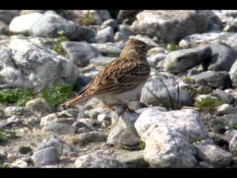 Pointer, un cane scolpito nella roccia