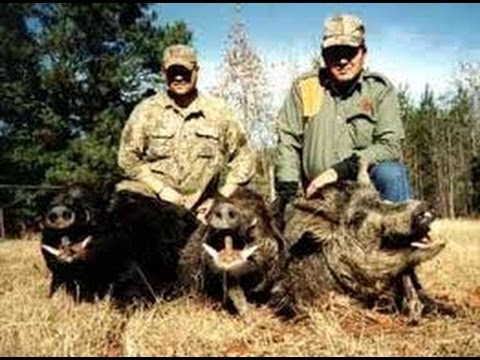 Caccia al Cinghiale negli Stati Uniti