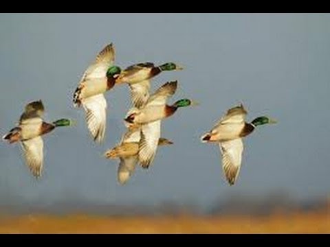 Caccia alle Anatre in Laguna USA