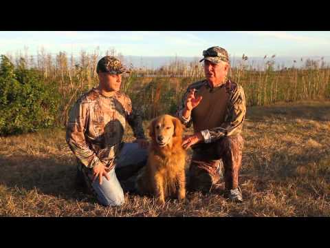 Caccia alle anatre con il Golden Retriever