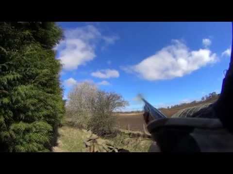 Caccia al colombaccio in Scozia