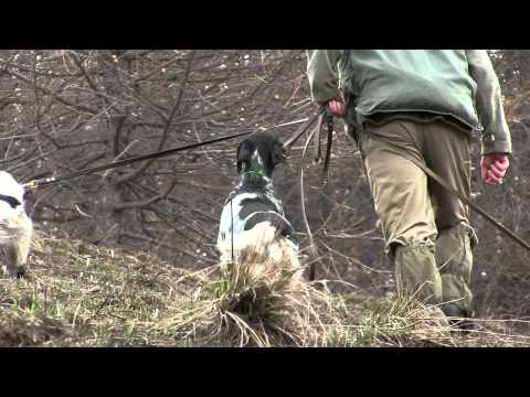 Allenamento Setter Inglesi in montagna