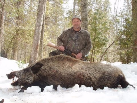 Caccia al Cinghiale nella macchia sarda