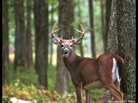 Caccia al Cervo in Nuova Zelanda