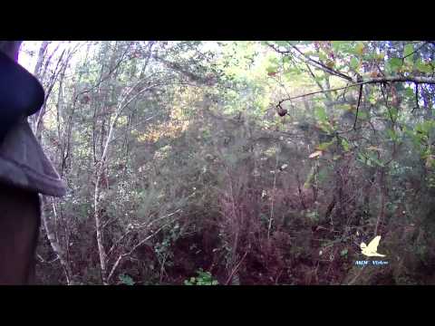 A caccia con lo Springer