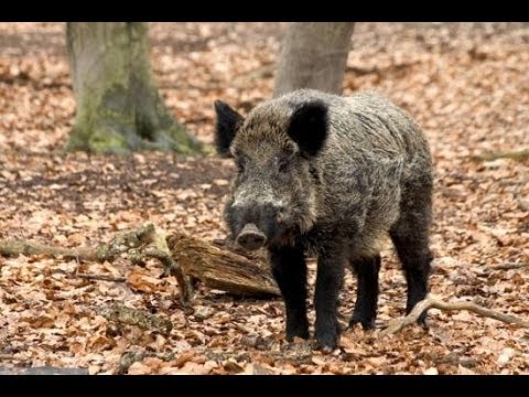 Caccia al Cinghiale in Transilvania