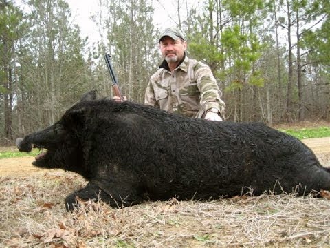 Caccia al Cinghiale in Croazia