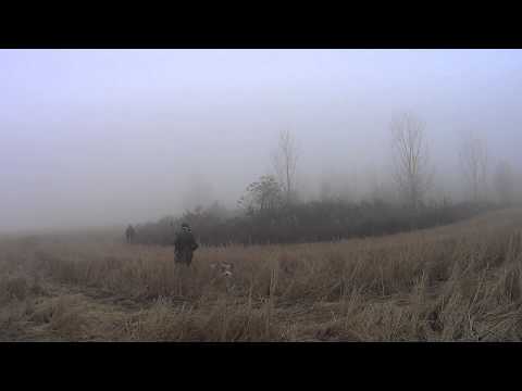 Caccia alla gallinella d’acqua con Espagneul Breton
