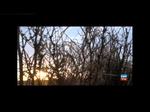 Caccia alle Oche in Scozia