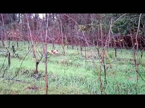 Caccia ai Tordi nel Lazio