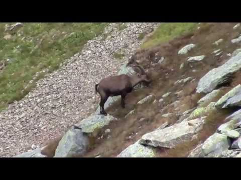 Caccia al Camoscio tra gli Stambecchi