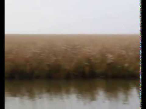 Caccia alle anatre a Venezia