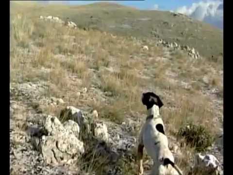Caccia alla coturnice in Grecia