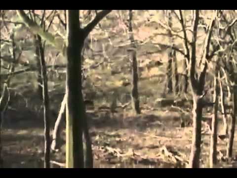 Caccia al Cinghiale dall’altana