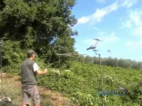 Video di caccia ai colombacci