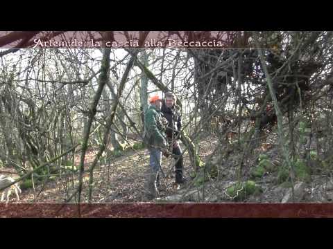 Video di caccia alla beccaccia