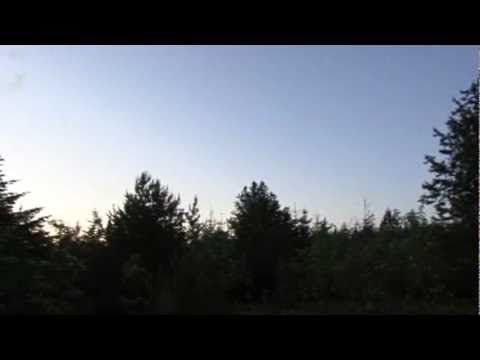 Beccaccia in volo. Video di un volo di Scolopax rusticola