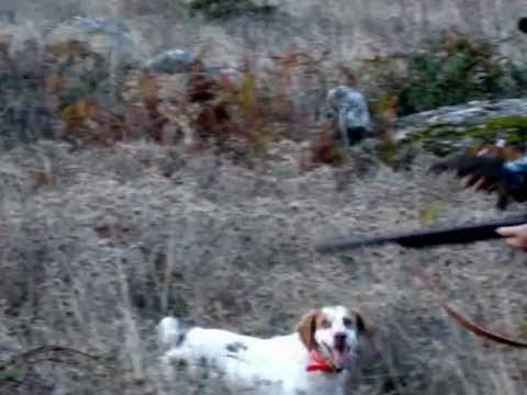 Video di caccia alla pernice sarda