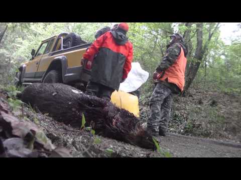 Caccia al cinghiale in Piemonte