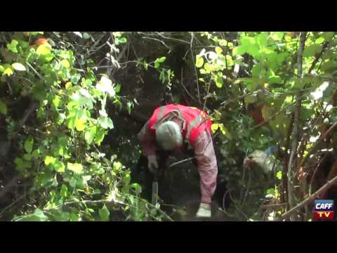 Caccia ai Cinghiali metropolitani – 2a parte