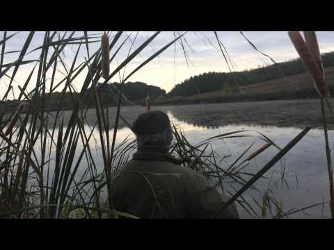 Caccia alle Alzavole in Romania