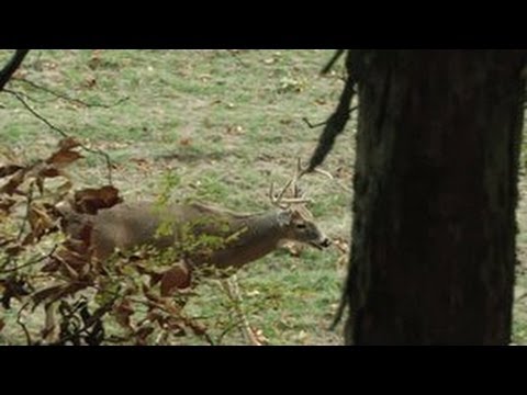 Deer Hunting The Rut – The Management Advantage #47